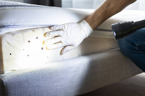 Best Emergency Pest Control  in Channahon, IL