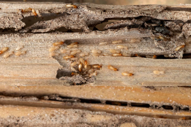 Best Insect Control  in Channahon, IL